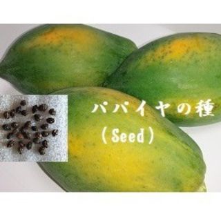 RG0124 パパイヤの種30粒 Seed 果物のたね　タネ(フルーツ)