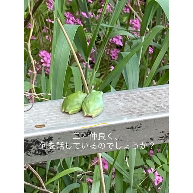 ぎんなん　無農薬　岐阜県産　900g ③ 食品/飲料/酒の食品(野菜)の商品写真