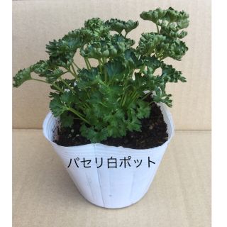 パセリ白ポット・朝の太陽光線。温度上昇を防止 根にやさしい　「 植物 」発送(野菜)