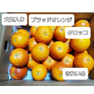 熊本県産　ブラッドオレンジ　込5キロ(フルーツ)