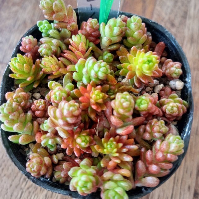 多肉植物 セダム 🍁クラシーノ🍁 ハンドメイドのフラワー/ガーデン(その他)の商品写真