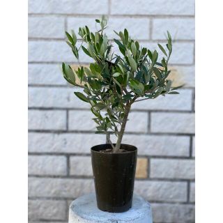 観葉植物　創樹(SOUJU)  オリーブの木　3号　シプレッシーノ　1(プランター)