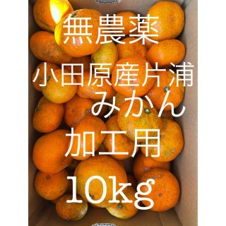 小田原産片浦みかん　青島　無農薬　10kg 加工用(フルーツ)