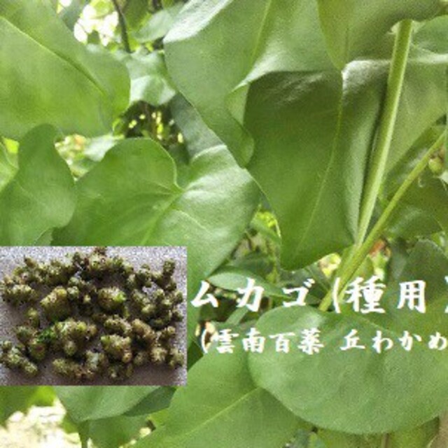 RC0125 アカザカズラ（オカワカメ・雲南百薬）のむかご15粒  種用 丘わか 食品/飲料/酒の食品(野菜)の商品写真