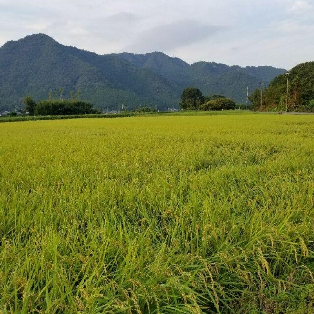 令和3年 兵庫県丹波産 無農薬コシヒカリ5キロ 食品/飲料/酒の食品(米/穀物)の商品写真