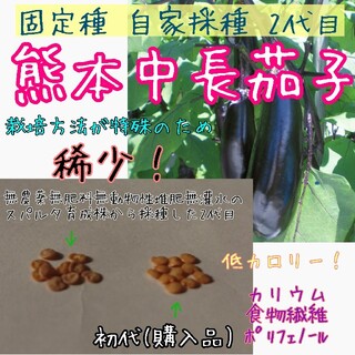 熊本中長茄子 固定種 自家採種 2代目 種子 種 家庭菜園 無農薬 無消毒(野菜)