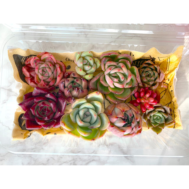 最新のデザイン 贅沢韓国苗!多肉弁当☆寄せ植えに…♡② その他