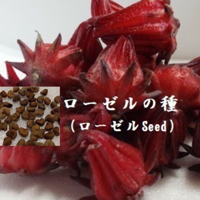 RS0126  ローゼルの種50粒 ハーブ Seed たね ハイビスカスティー 食品/飲料/酒の食品(野菜)の商品写真