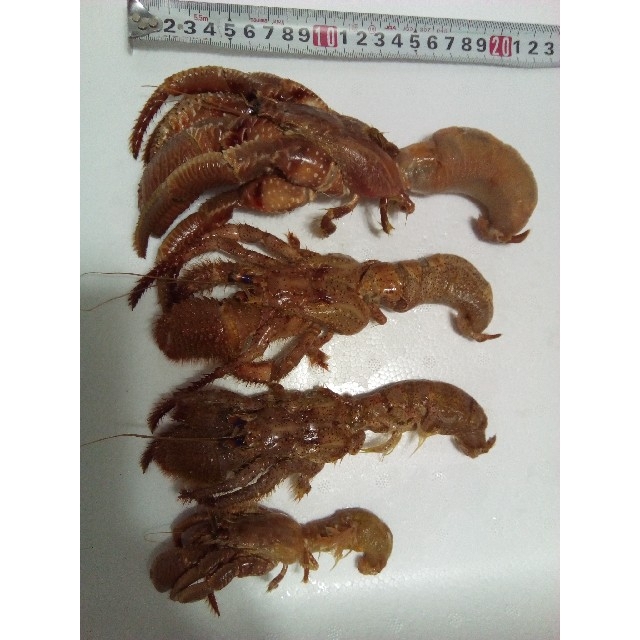 冷凍ヤドカリ5キロ 石鯛用餌 漁師直送の通販 By ゴンタ屋 ラクマ