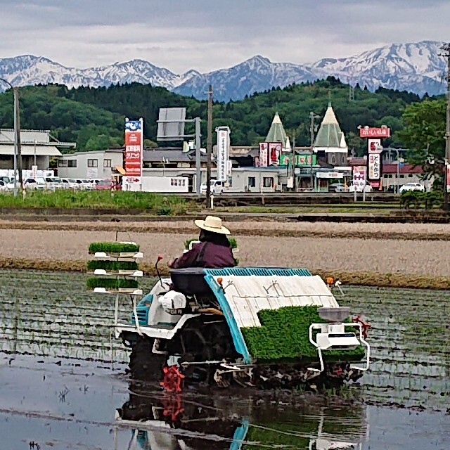 ✳️玄米お試し✳️富山県産1等米コシヒカリ玄米2合＋3合 食品/飲料/酒の食品(米/穀物)の商品写真