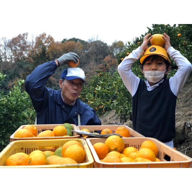 みかん　いよかん　伊予柑　11キロ‼️ 減農薬栽培　家庭用　愛媛県産 食品/飲料/酒の食品(フルーツ)の商品写真