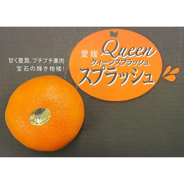 最高級柑橘！！愛媛県産【クィーンスプラッシュ】赤秀品　2Lサイズ12玉　3kg