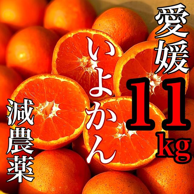 みかん　いよかん　伊予柑　11キロ‼️ 減農薬栽培　家庭用　愛媛県産 食品/飲料/酒の食品(フルーツ)の商品写真