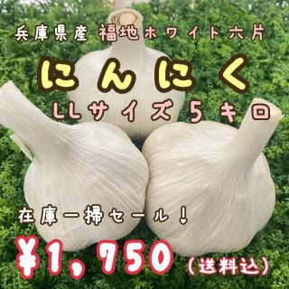 在庫一掃セール！【兵庫県産】福地ホワイト六片種にんにくLLサイズ５kg(野菜)