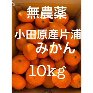 小田原産片浦みかん　無農薬　10kg(フルーツ)