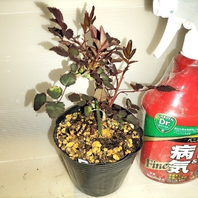 🌼切り花種バラ苗🌼アプリコット複色🌼フリフリ♪🌼ラ○ック🌼 ハンドメイドのフラワー/ガーデン(その他)の商品写真