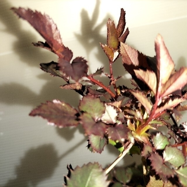 🌼切り花種バラ苗🌼アプリコット複色🌼フリフリ♪🌼ラ○ック🌼 ハンドメイドのフラワー/ガーデン(その他)の商品写真