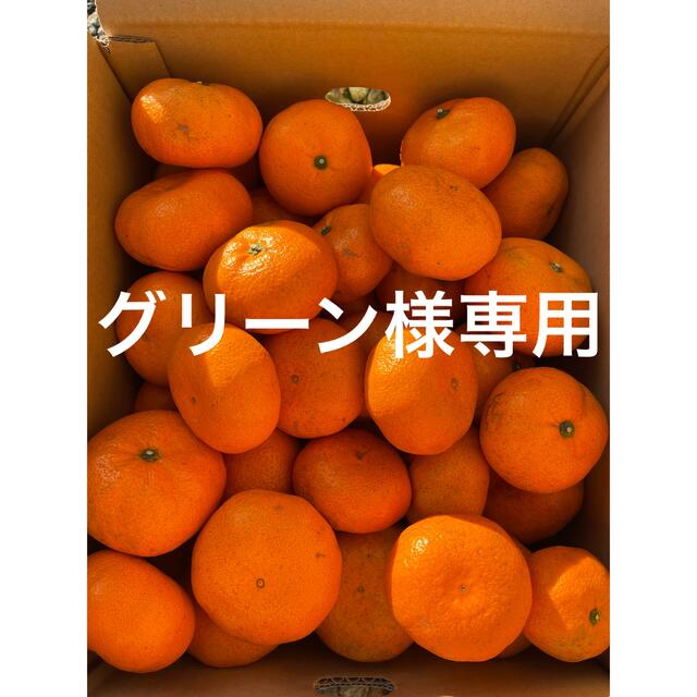 小田原産片浦みかん　青島　無農薬　10kg 食品/飲料/酒の食品(フルーツ)の商品写真