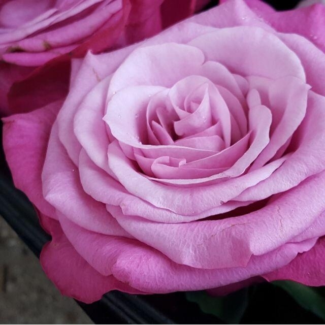 バラ苗切り花種 パープル ピンクのバイカラー プリンス ブ ペルシャの通販 By のんのんびより ラクマ