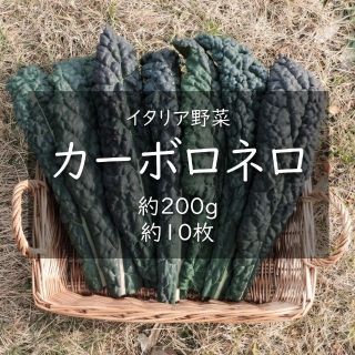 イタリア野菜　カーボロネロ（黒キャベツ）　約200g　約10枚(野菜)