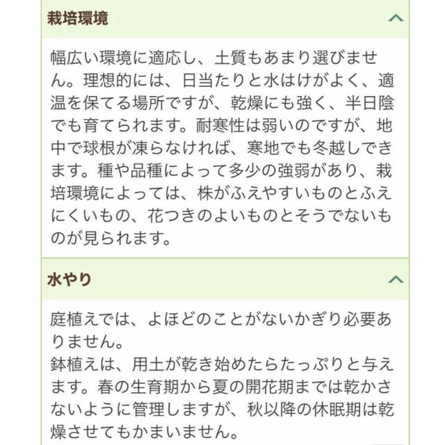 モントブレチア(姫檜扇水仙、ひめひおうぎずいせん、クロコスミア）球根15個 ハンドメイドのフラワー/ガーデン(その他)の商品写真