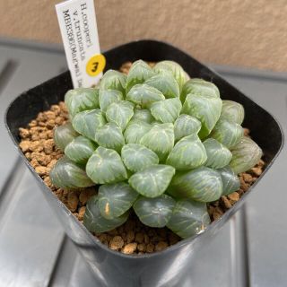 多肉植物 ハオルチア オブツーサ の通販 100点以上 フリマアプリ ラクマ