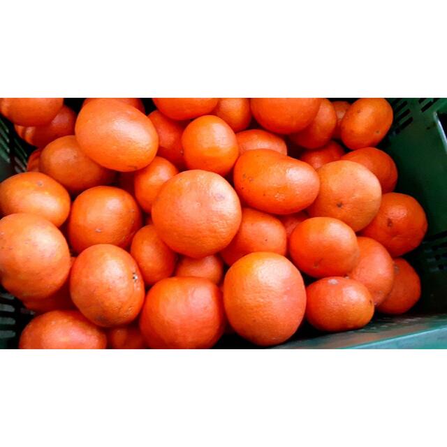 愛媛県産　甘平　柑橘　みかん　5kg 食品/飲料/酒の食品(フルーツ)の商品写真