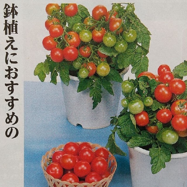 野菜の種            ちびすけ様       専用 食品/飲料/酒の食品(野菜)の商品写真