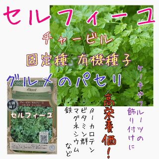 セルフィーユ チャービル 固定種 家庭菜園 水耕栽培 野菜の種 ハーブの種(野菜)