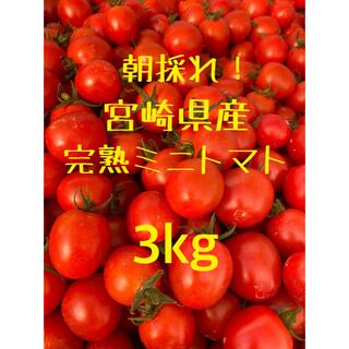 宮崎県産　完熟ミニトマト　3kg(野菜)