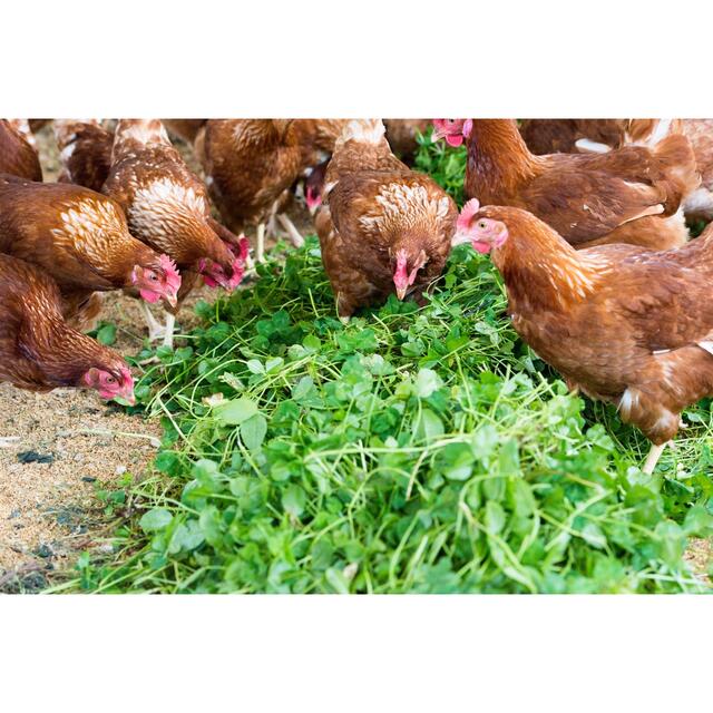 純国産鶏の平飼い卵　京都生まれのたまごです　非遺伝子穀物使用 食品/飲料/酒の食品(その他)の商品写真