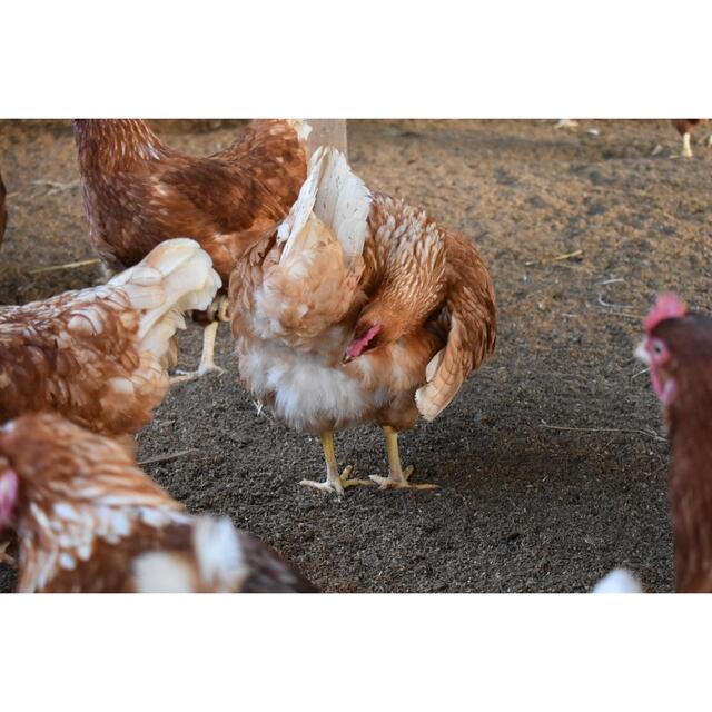 純国産鶏の平飼い卵　京都生まれのたまごです　非遺伝子穀物使用 食品/飲料/酒の食品(その他)の商品写真