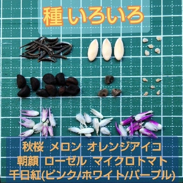 【増量中】種 いろいろ 5種 ローゼル・千日紅・ニゲラ・ムスカリ・オダマキなど ハンドメイドのフラワー/ガーデン(その他)の商品写真