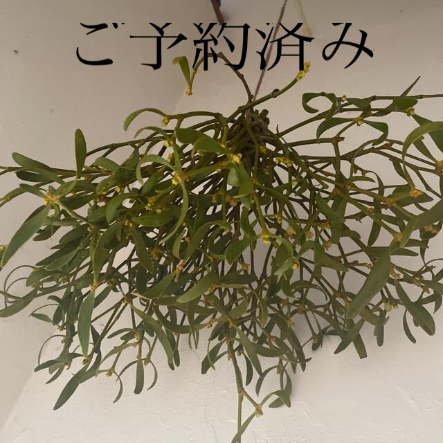 北海道 宿木 ヤドリギ 希少 白樺の木に フライングリース Aの 北海道 宿木 ヤドリギ 希少 白樺の木に フライングリース Aの