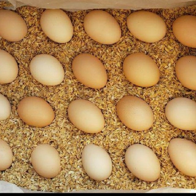 亜鉛烏骨鶏の卵40個 卵かけご飯/酢卵