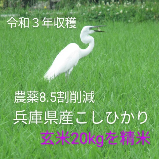 ★ひよこ様専用《農薬8.5割減》令和3年収兵庫県産こしひかり玄米20㎏を精米 食品/飲料/酒の食品(米/穀物)の商品写真