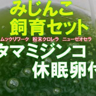 国産 タマ ミジンコ　みじんこ　 飼育セット　ムックリワーク　粉末クロレラ休眠卵(アクアリウム)