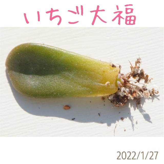 いちご大福 葉挿し 発芽発根済み！ 多肉植物