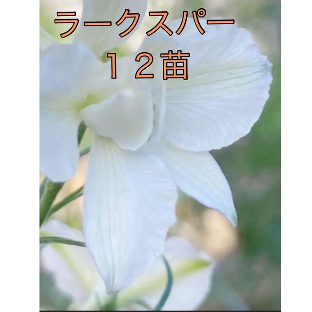 お得! 12苗 千鳥草(ラークスパー) ホワイトの通販 by じゅんの お得! 12苗 千鳥草(ラークスパー) ホワイトの通販 by じゅんの