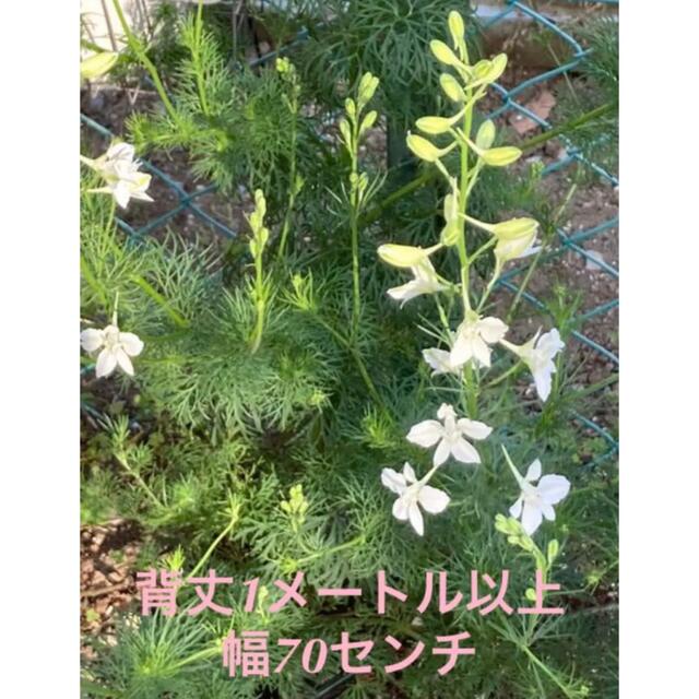 お得! 12苗 千鳥草(ラークスパー) ホワイトの通販 by じゅんの お得! 12苗 千鳥草(ラークスパー) ホワイトの通販 by じゅんの