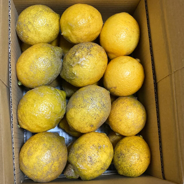 広島県大崎上島産無農薬レモン　3.5kg 食品/飲料/酒の食品(フルーツ)の商品写真
