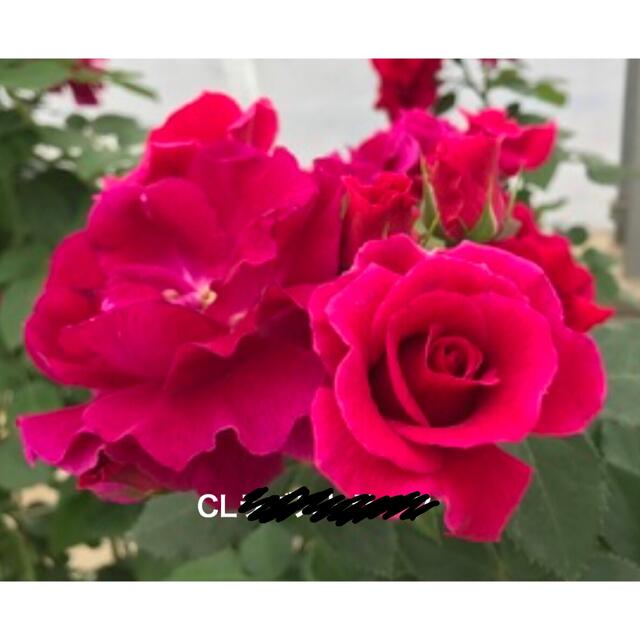 赤つるバラ 香りのつるバラ 四季咲き ブルーフォーユー Sale 公式