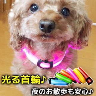 ■光る首輪  LEDで光る 犬 散歩 夜 点滅 ランニング ウォーキング■(犬)