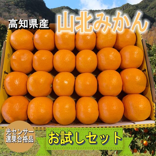 【高知県産】山北みかん【お試しセット】 食品/飲料/酒の食品(フルーツ)の商品写真