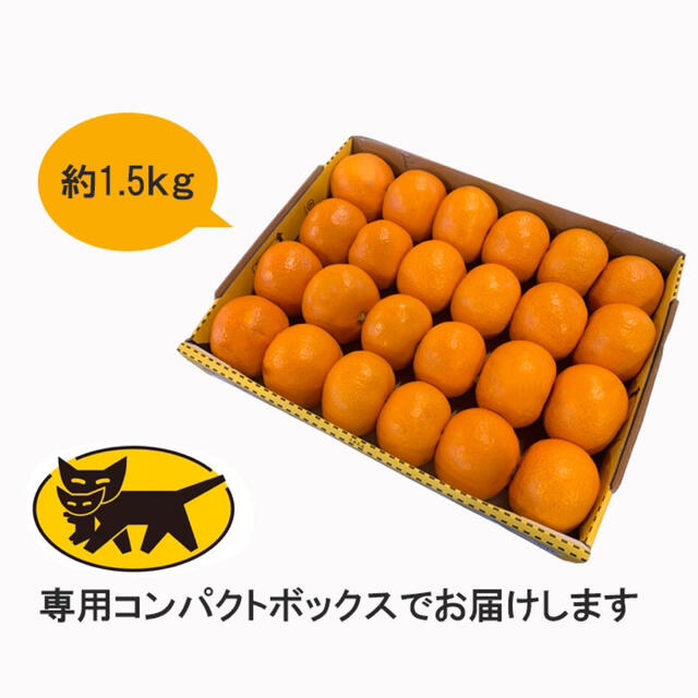 【高知県産】山北みかん【お試しセット】 食品/飲料/酒の食品(フルーツ)の商品写真