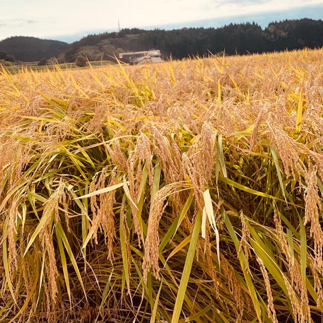 令和3年 ‪秋田県産 ひとめぼれ 10kg  一等米級  産地直送 食品/飲料/酒の食品(米/穀物)の商品写真