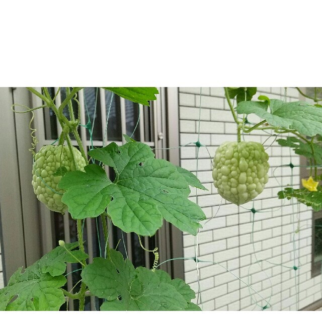 アップルゴーヤの種 食品/飲料/酒の食品(野菜)の商品写真