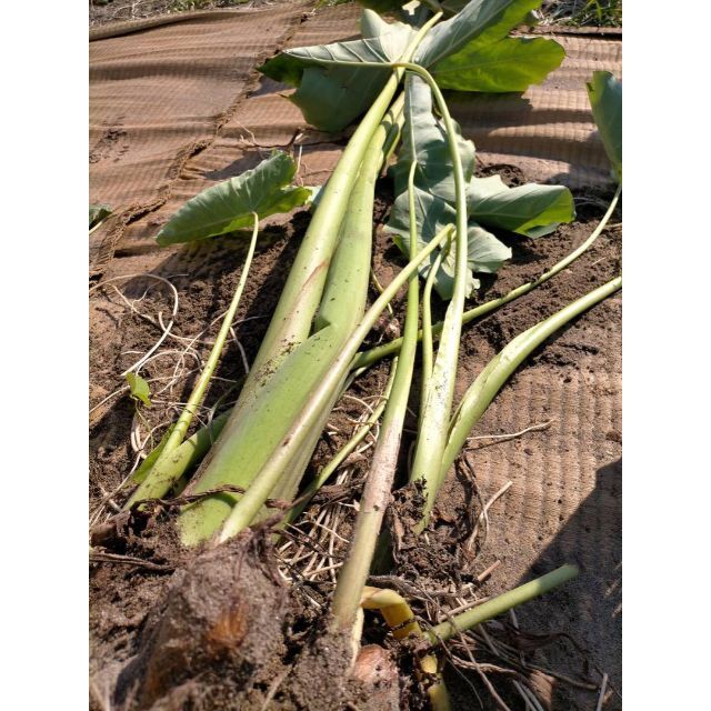 【鳥取県産】野菜セット　100サイズ　野菜　やさいセット　いちご　キャベツ　白菜 食品/飲料/酒の食品(野菜)の商品写真