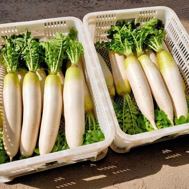 【鳥取県産】野菜セット　100サイズ　野菜　やさいセット　いちご　キャベツ　白菜 食品/飲料/酒の食品(野菜)の商品写真