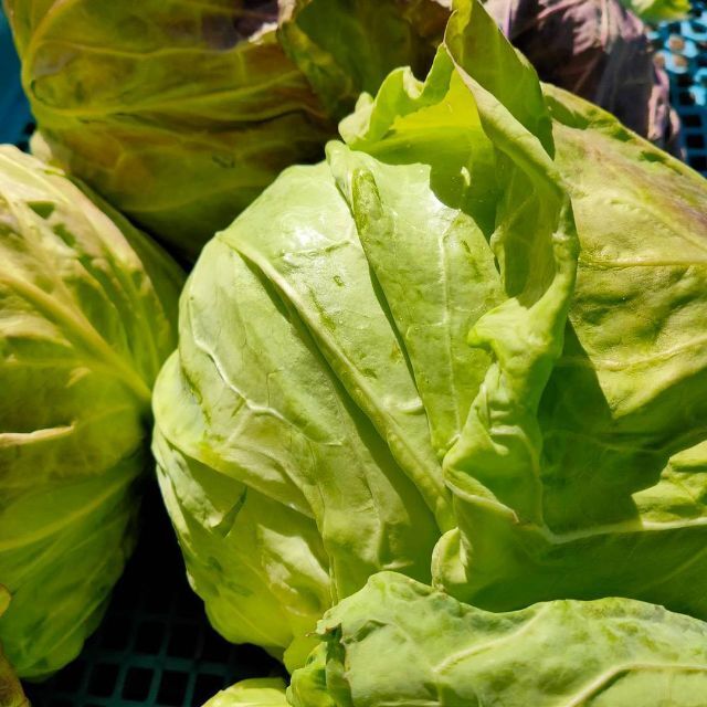 【鳥取県産】野菜セット　100サイズ　野菜　やさいセット　いちご　キャベツ　白菜 食品/飲料/酒の食品(野菜)の商品写真